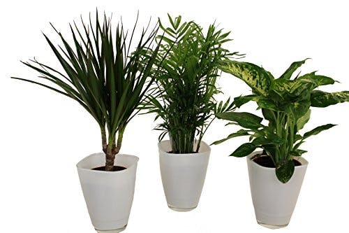 Dominik Blumen und Pflanzen, Fresh-Air-Trio, Dracena Marginata, Zimmerpalme mit Dieffenbachia und Dekotopf, weiß